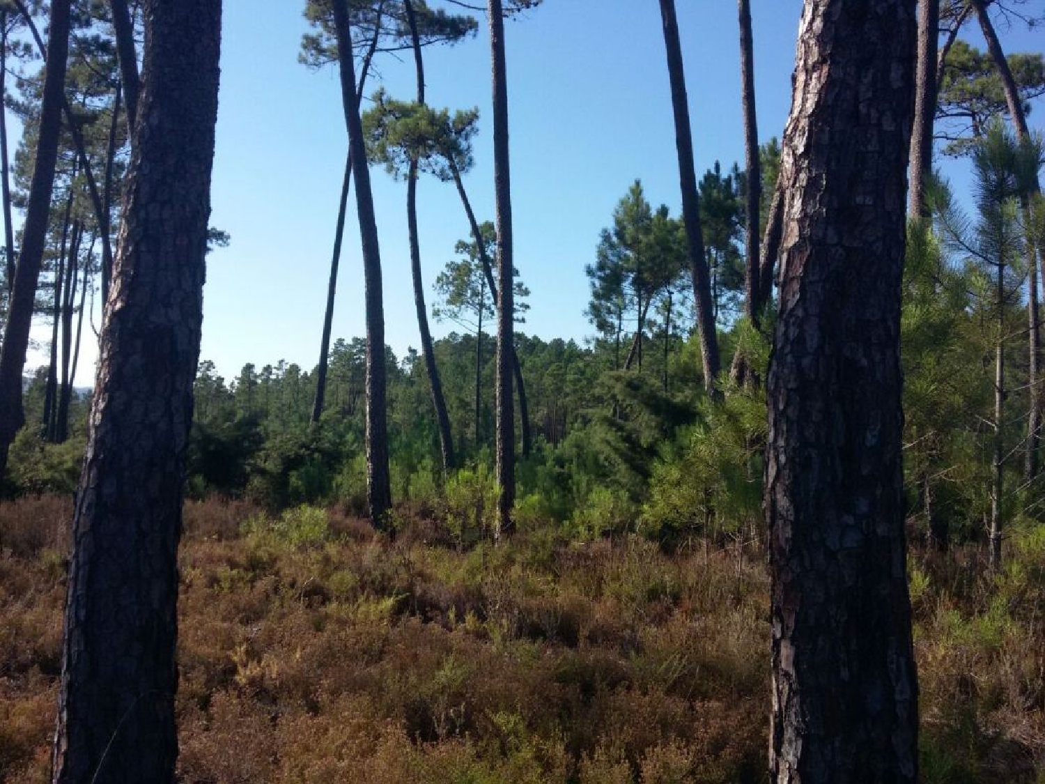 köpa tomt Quinta das Laranjeiras Vila De Rei 2