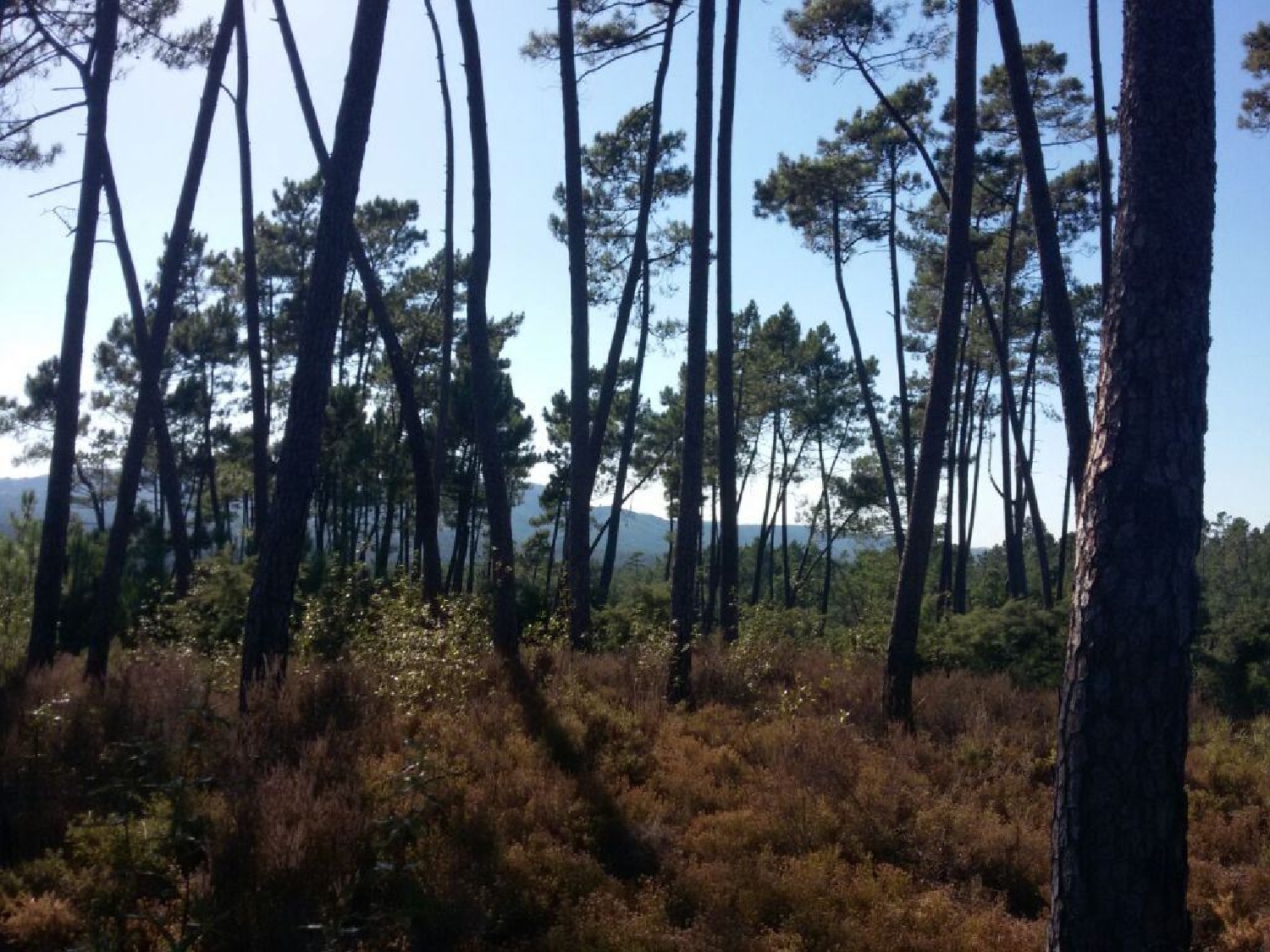 köpa tomt Quinta das Laranjeiras Vila De Rei 3