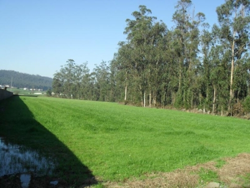 Rates Póvoa De Varzim terrein foto 320619