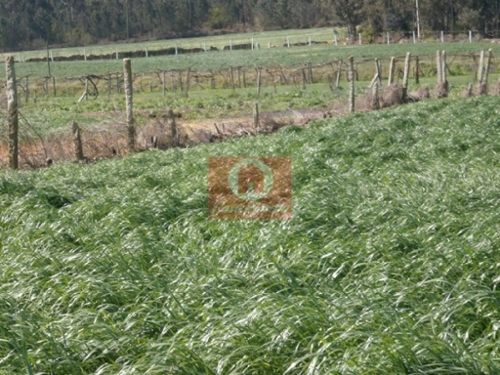 Rates Póvoa De Varzim terrein foto 320646