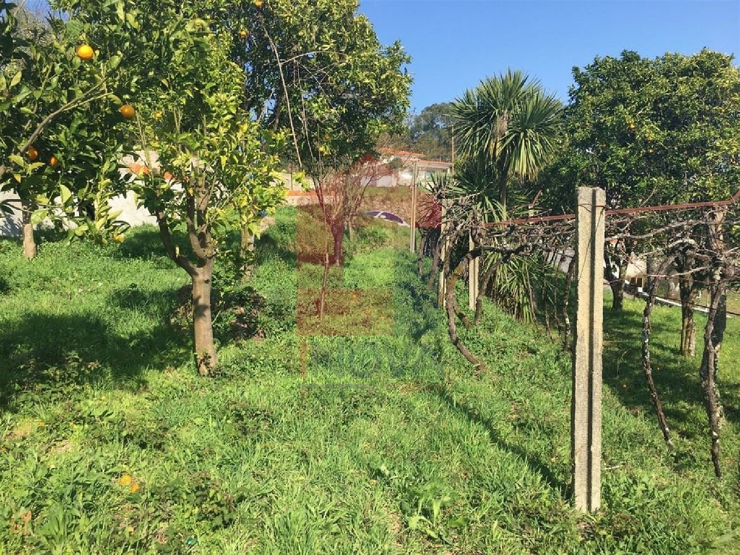  出售 土地 Ribeira Vila Verde 2
