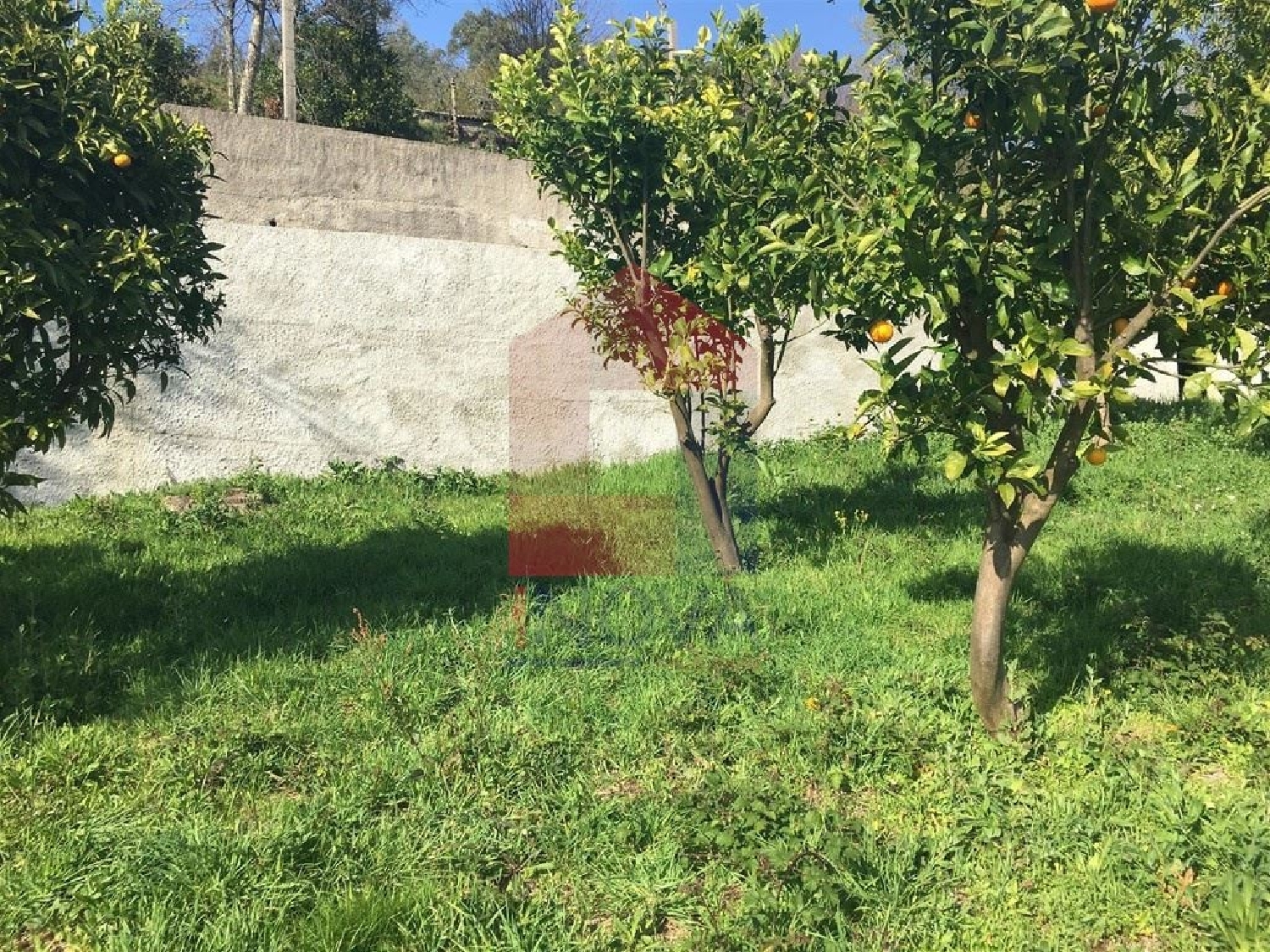  出售 土地 Ribeira Vila Verde 3