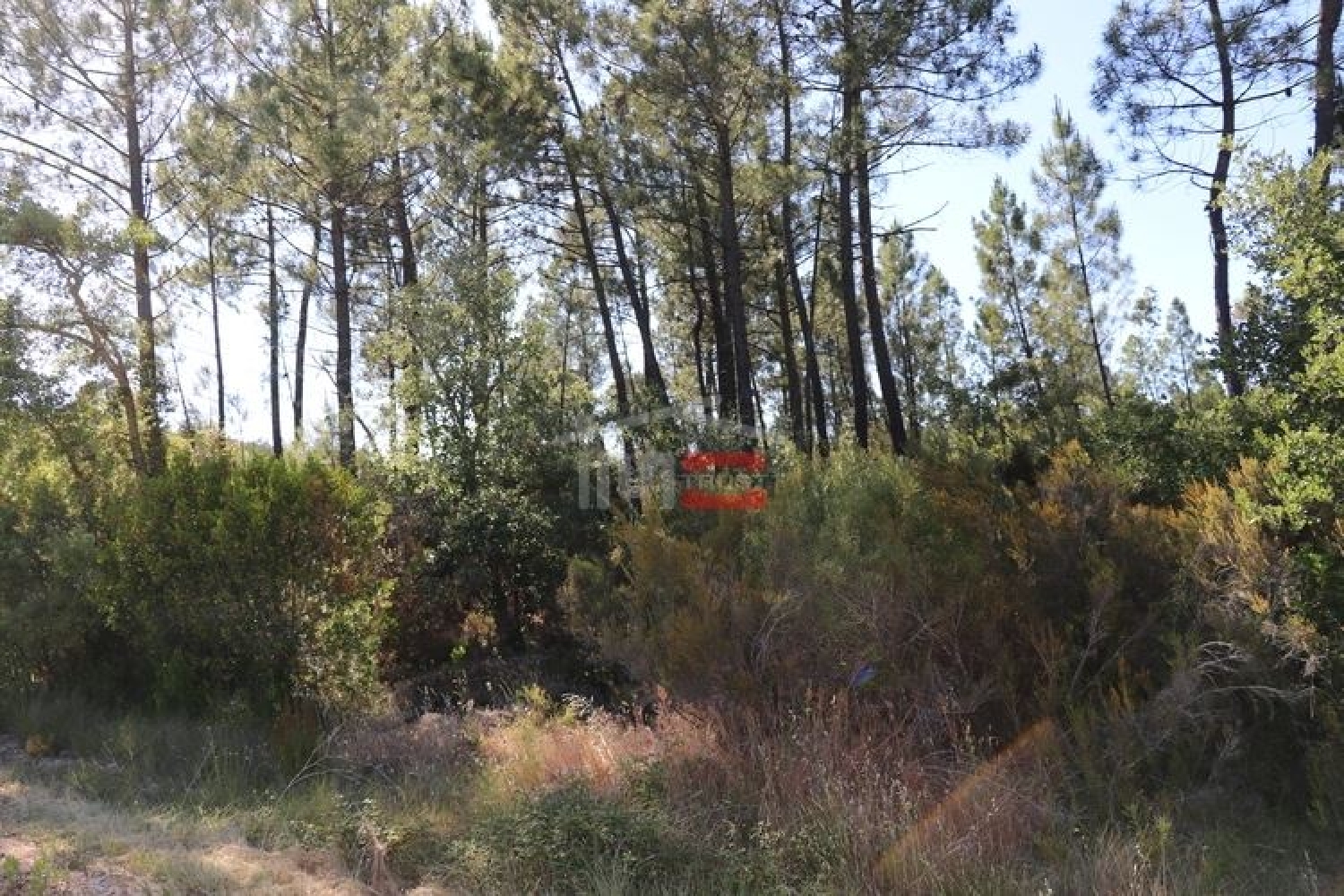  for sale terrain Sabacheira Tomar 1