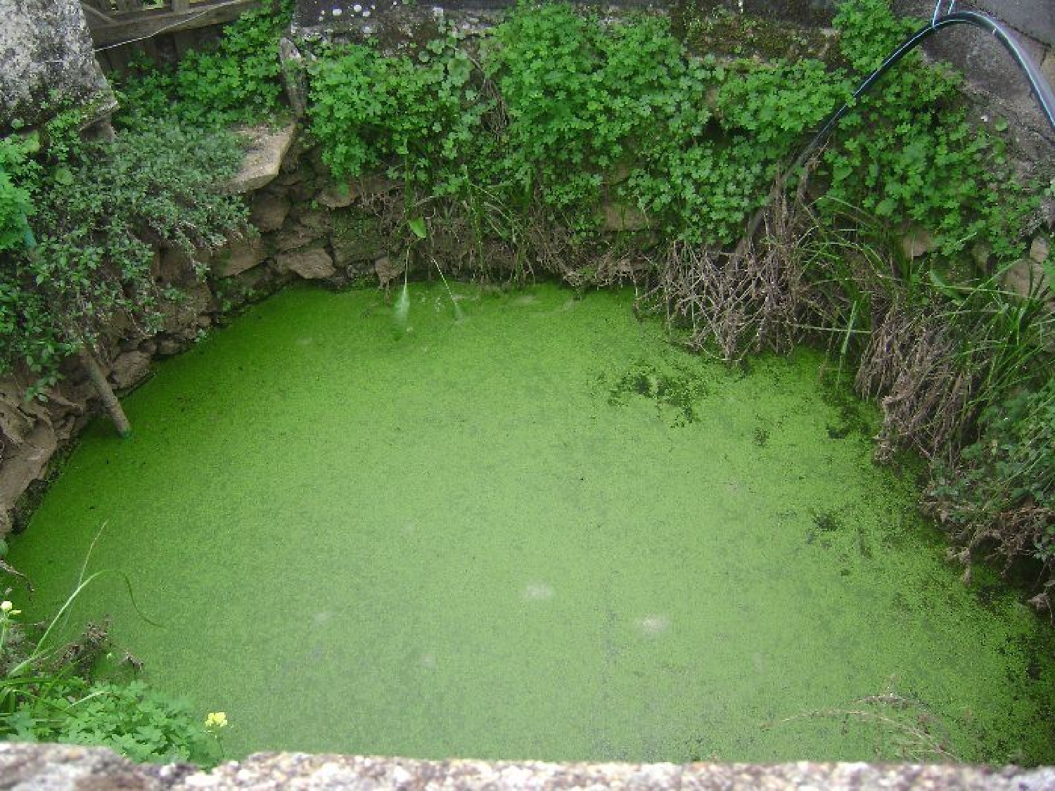 te koop terrein Salgueiro do Campo Castelo Branco 3