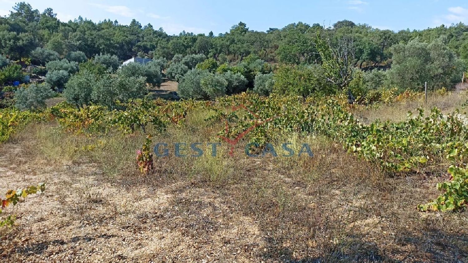  te koop terrein Salgueiro do Campo Castelo Branco 1