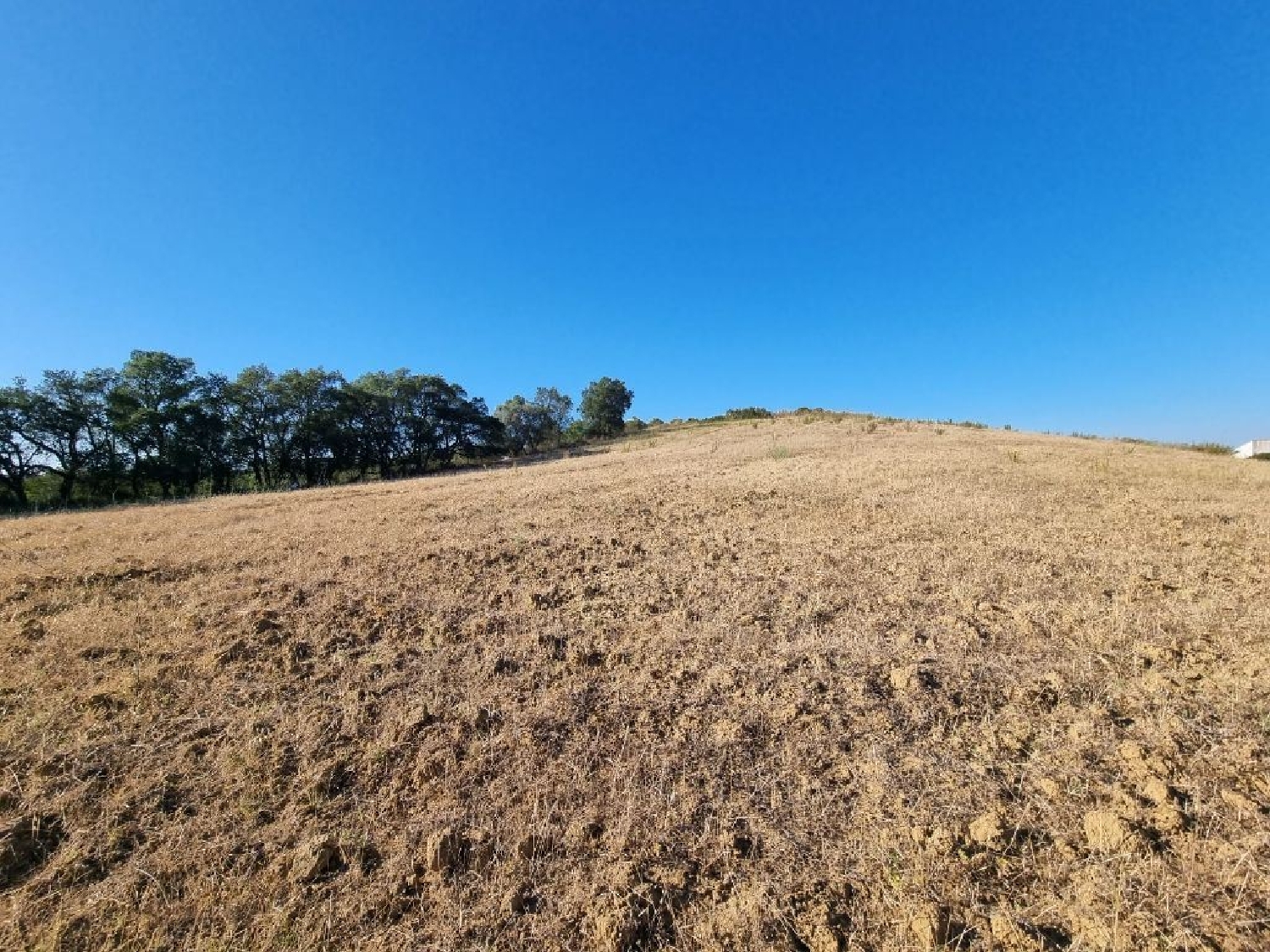  for sale terrain Salvador Chamusca 1