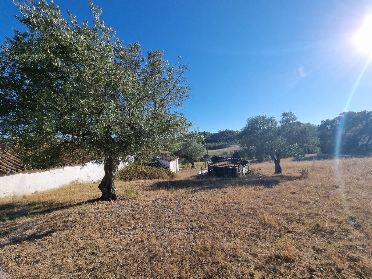 for sale terrain Salvador Chamusca 3