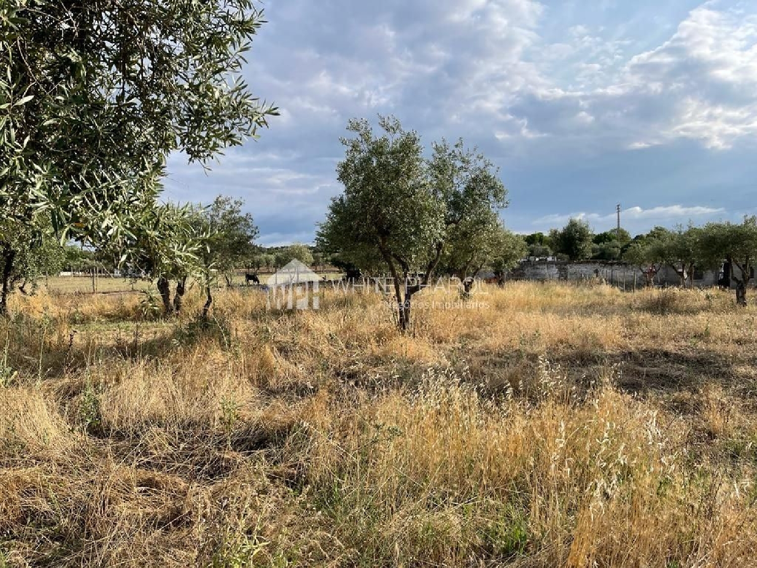  köpa tomt Santa Eulália Elvas 2