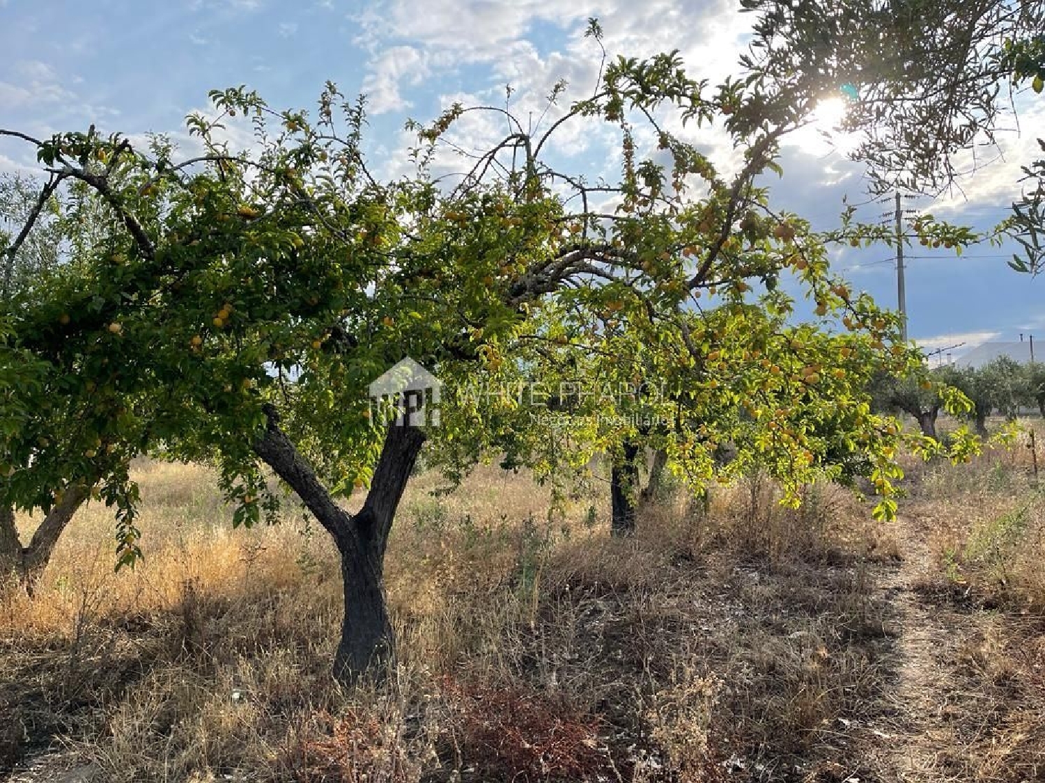 köpa tomt Santa Eulália Elvas 3