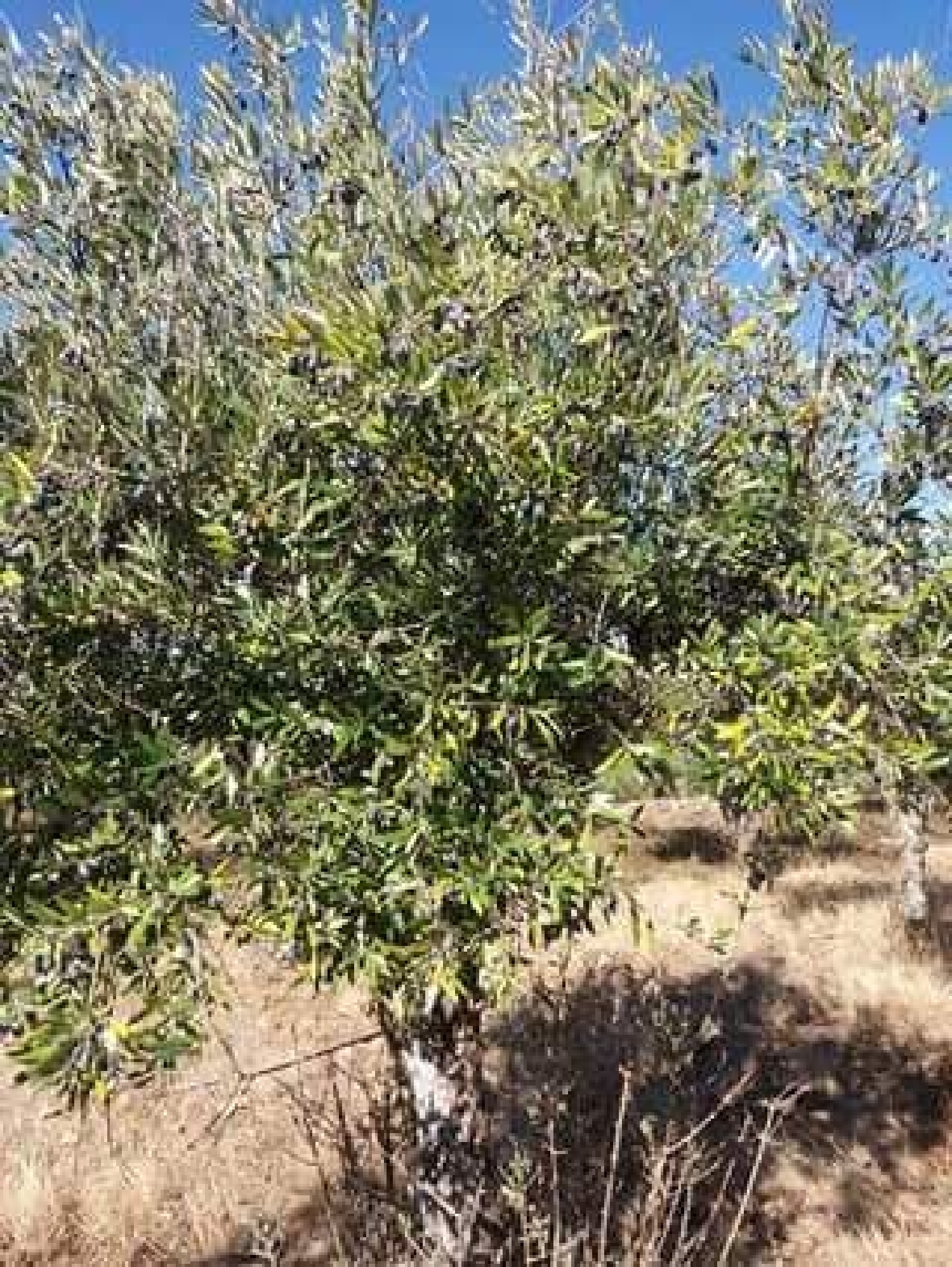 te koop terrein Santo António das Areias Marvão 3