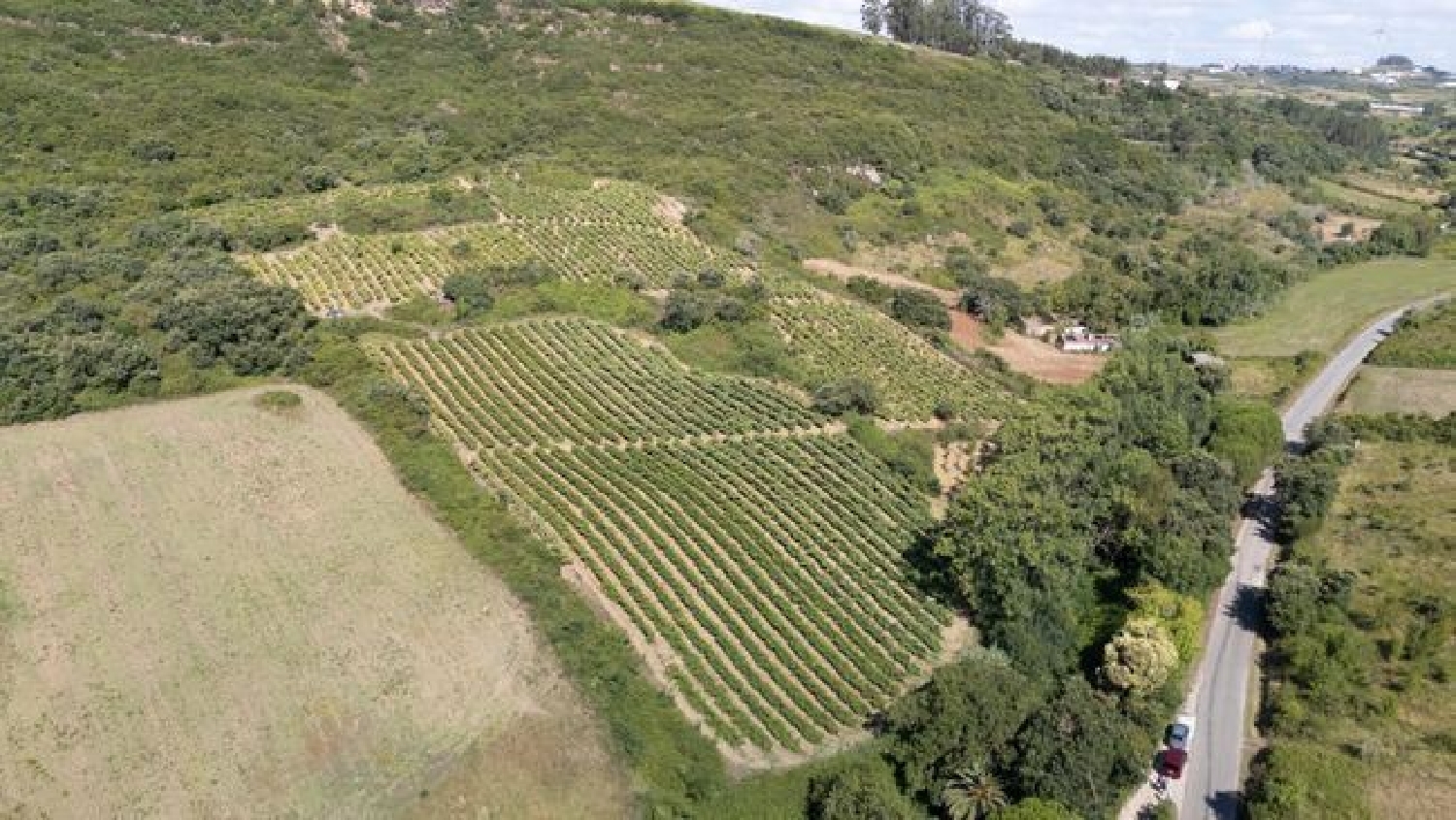 for sale terrain Santo Quintino Sobral De Monte Agraço 3