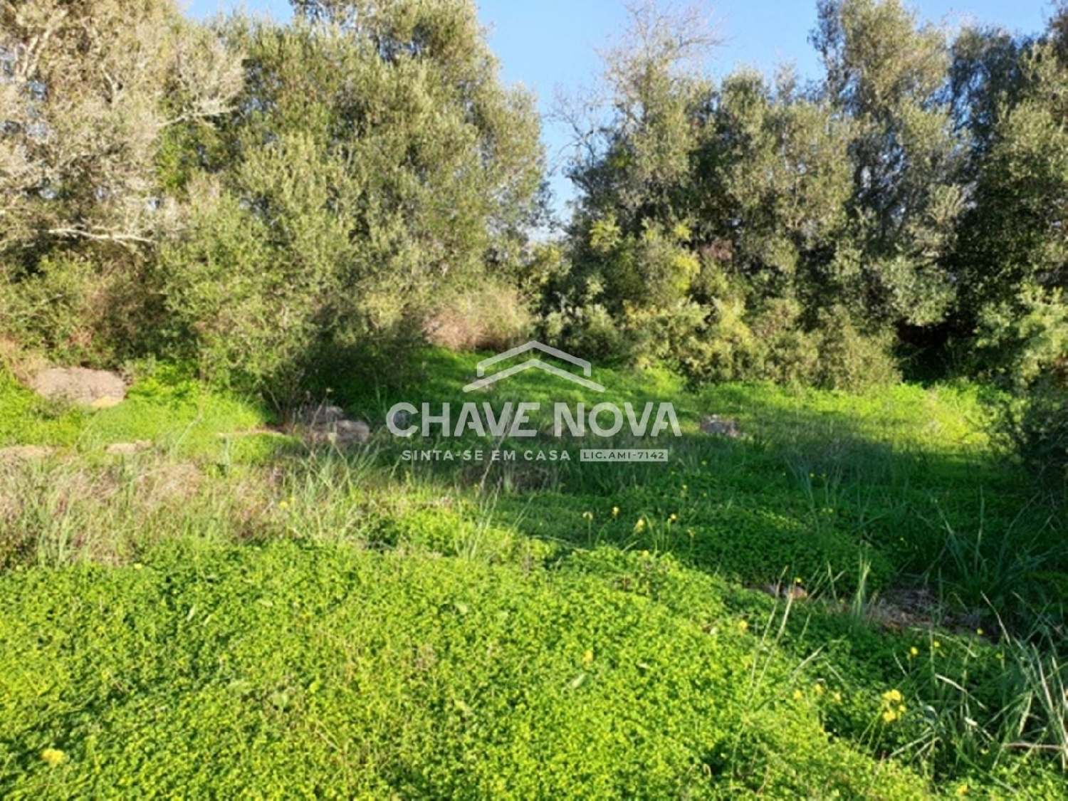  te koop terrein São Bartolomeu de Messines Silves 3
