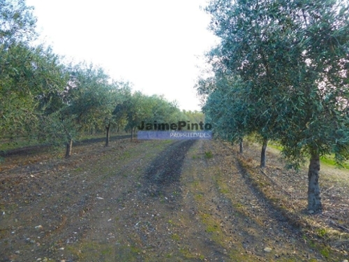 São Pedro Montalegre terrein foto 320319