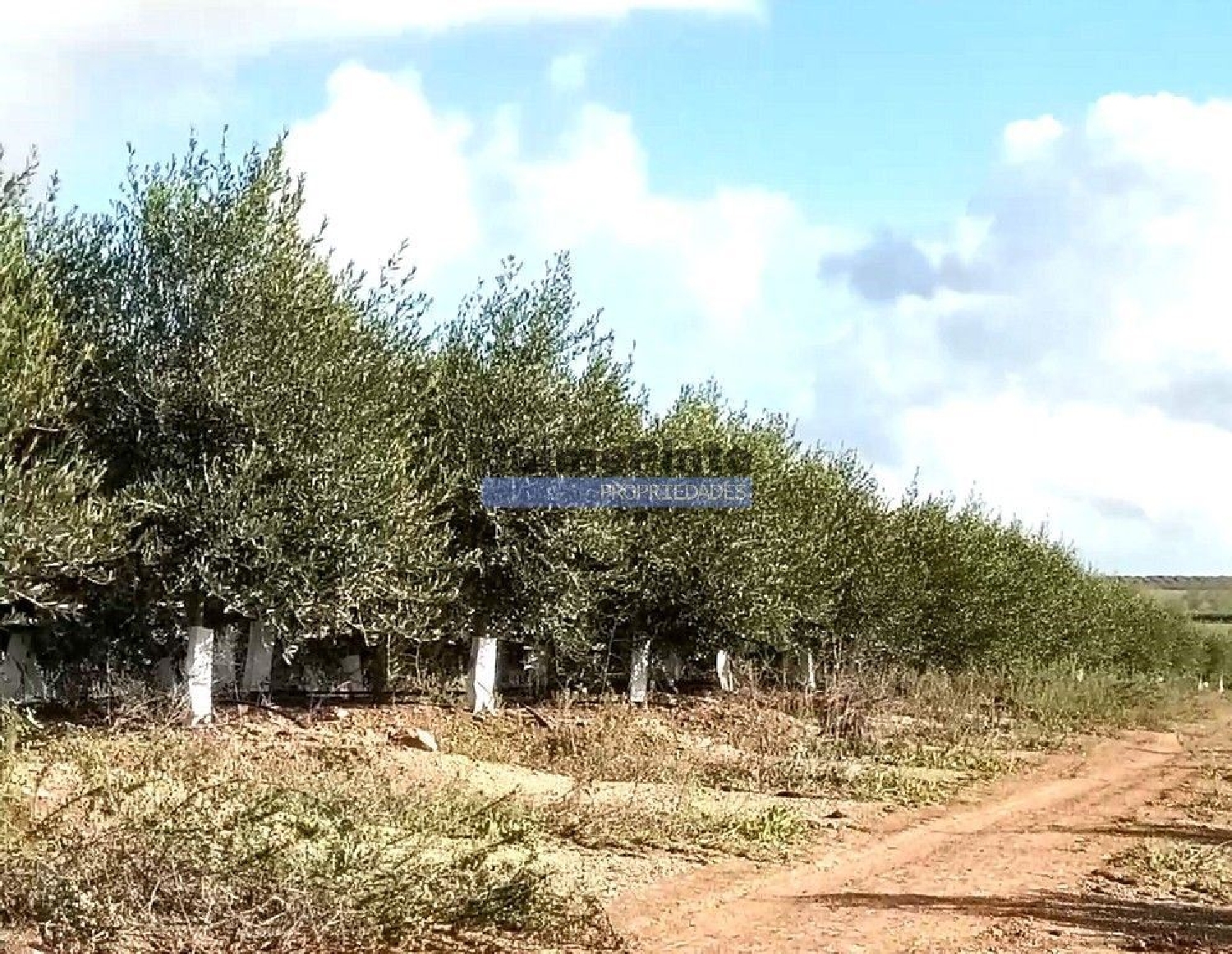 te koop terrein São Pedro Montalegre 3