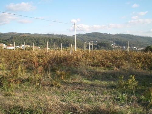 São Torcato Guimarães terrain foto 329029