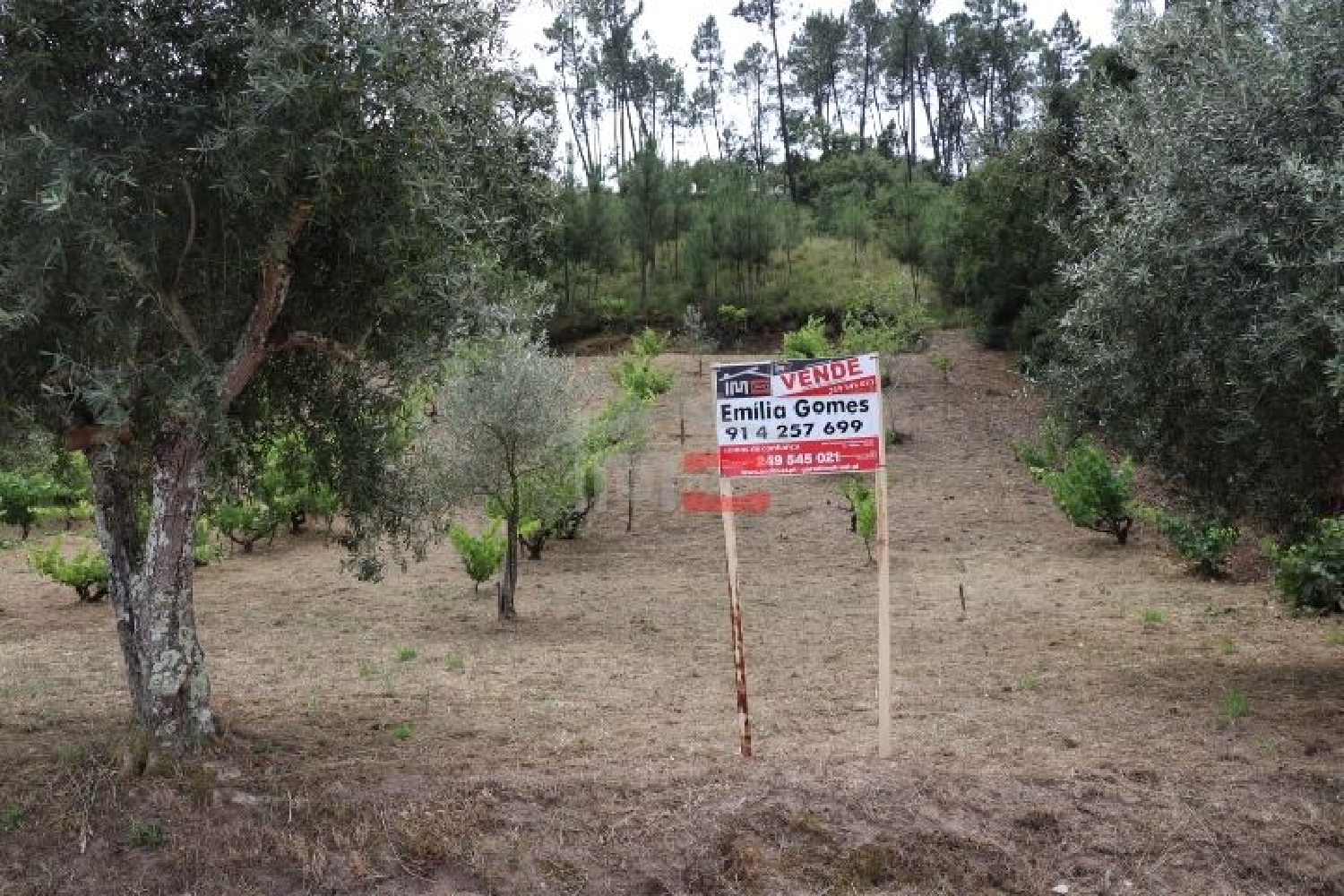  for sale terrain Seiça Ourém 1