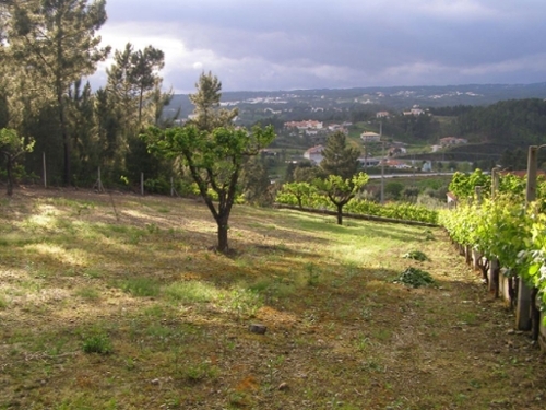 Sertã Sertã terrein foto 327172