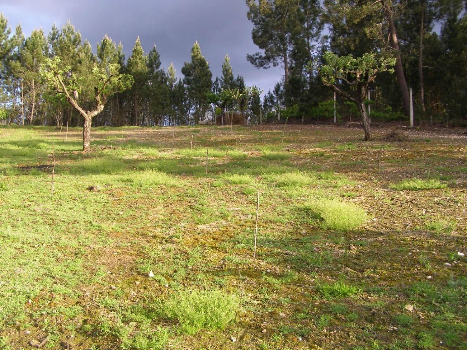  te koop terrein Sertã Sertã 3