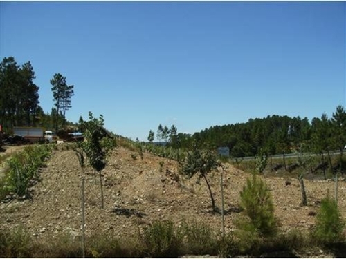 Sertã Sertã terrein foto 327174