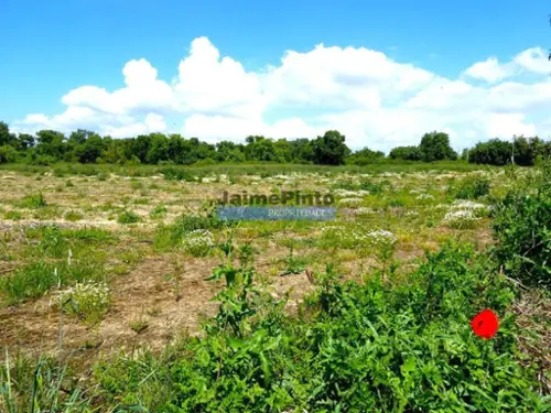 Silveira Torres Vedras terrein foto 317288