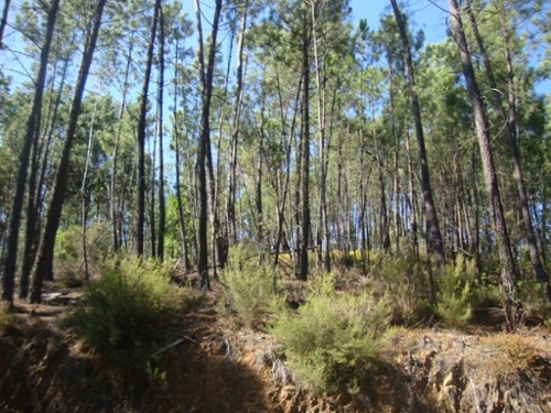 Troviscal Sertã terreno foto 327236