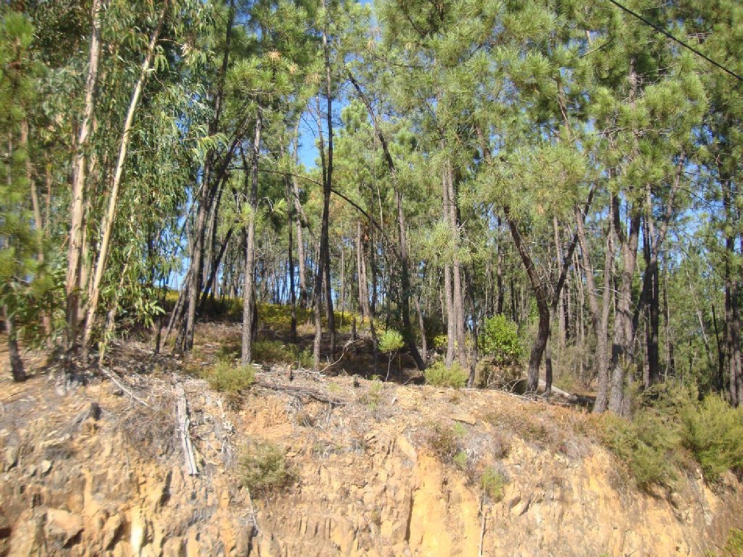 en venta terreno Troviscal Sertã 3