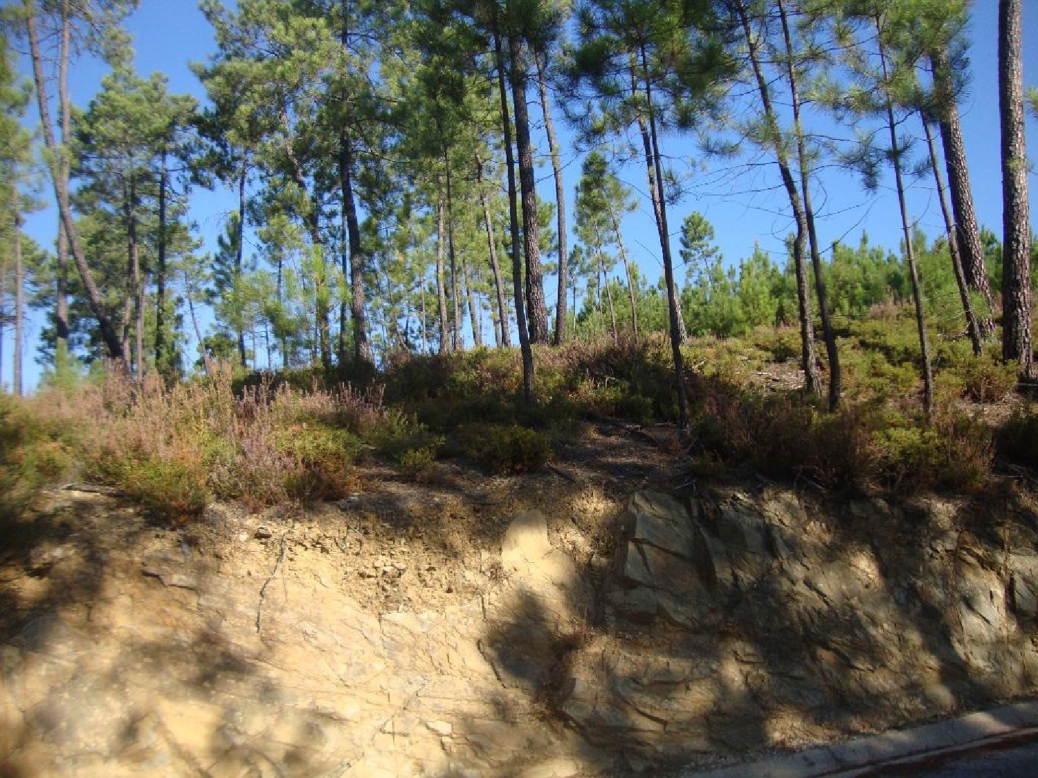  en venta terreno Troviscal Sertã 1