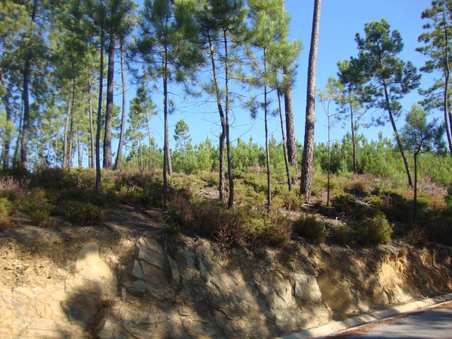 en venta terreno Troviscal Sertã 2