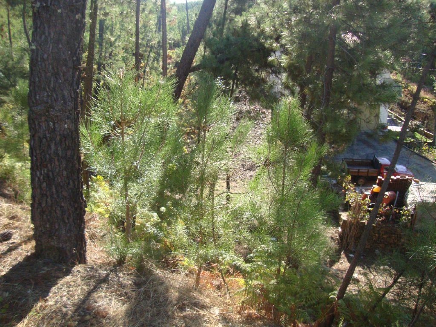 en venta terreno Troviscal Sertã 3