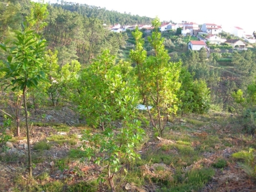 Troviscal Sertã terreno foto 327238