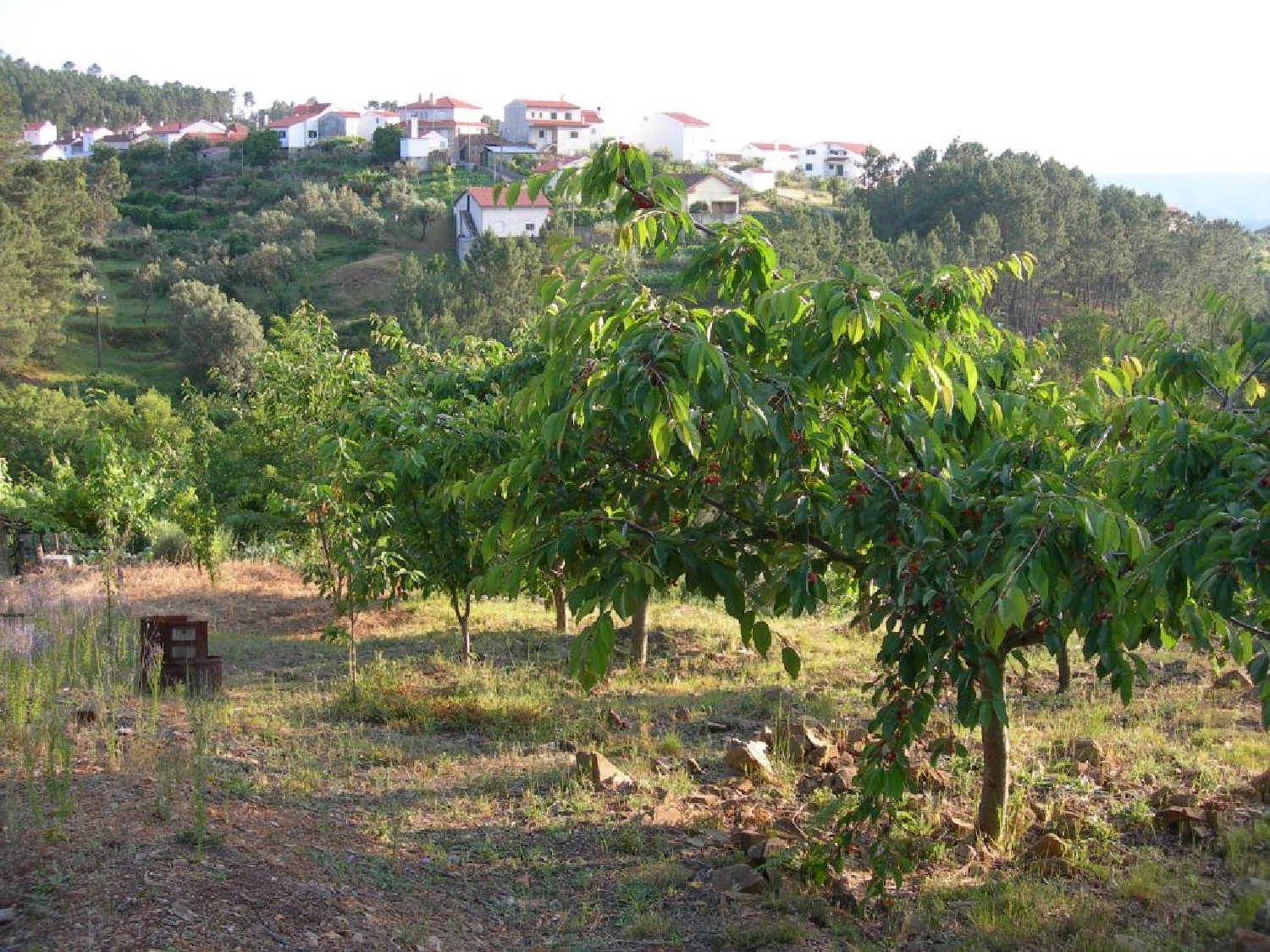 en venta terreno Troviscal Sertã 2
