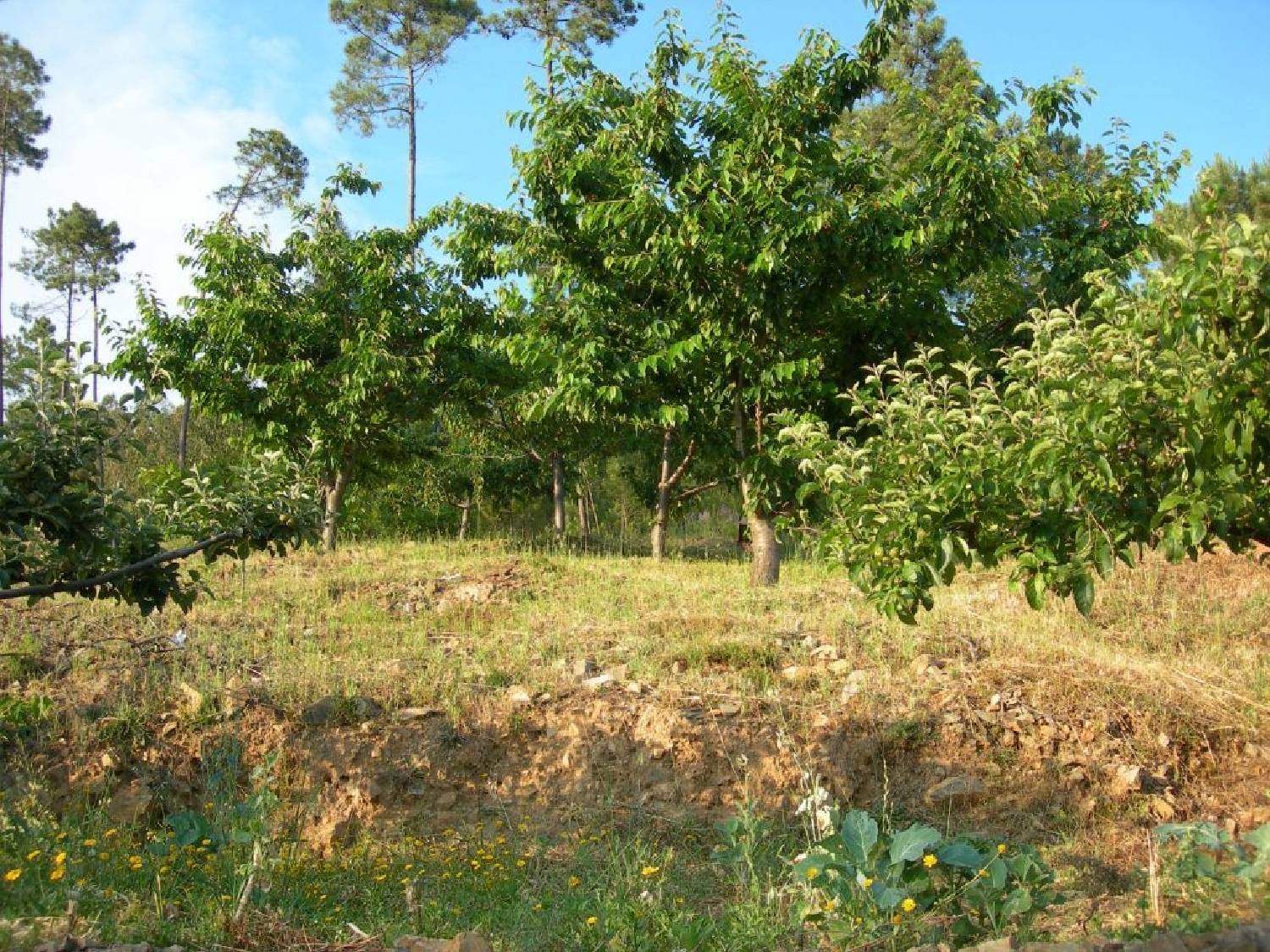 en venta terreno Troviscal Sertã 3