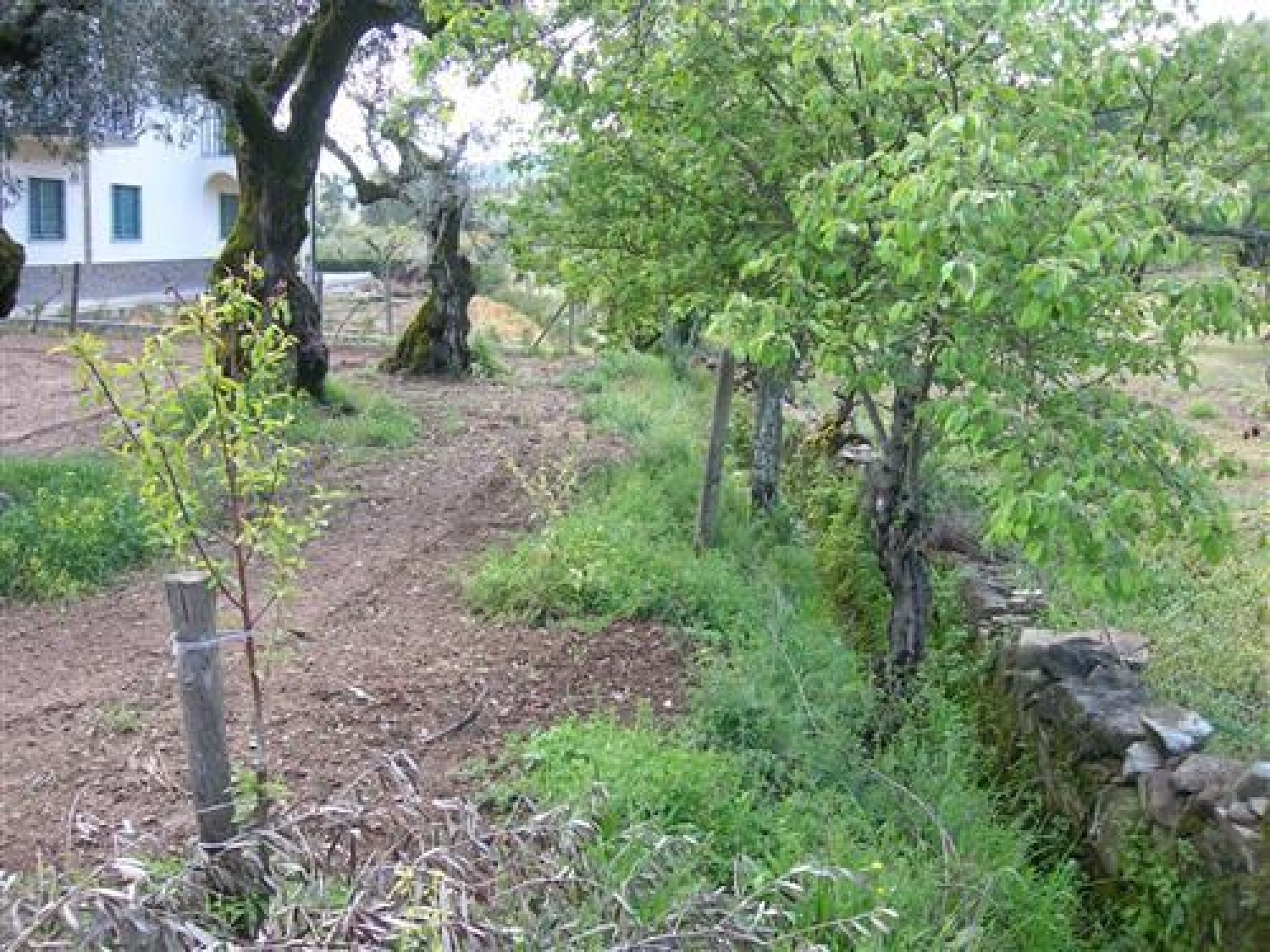  en venta terreno Várzea dos Cavaleiros Sertã 1