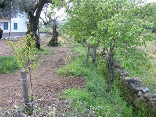 Várzea dos Cavaleiros Sertã terreno foto 327242