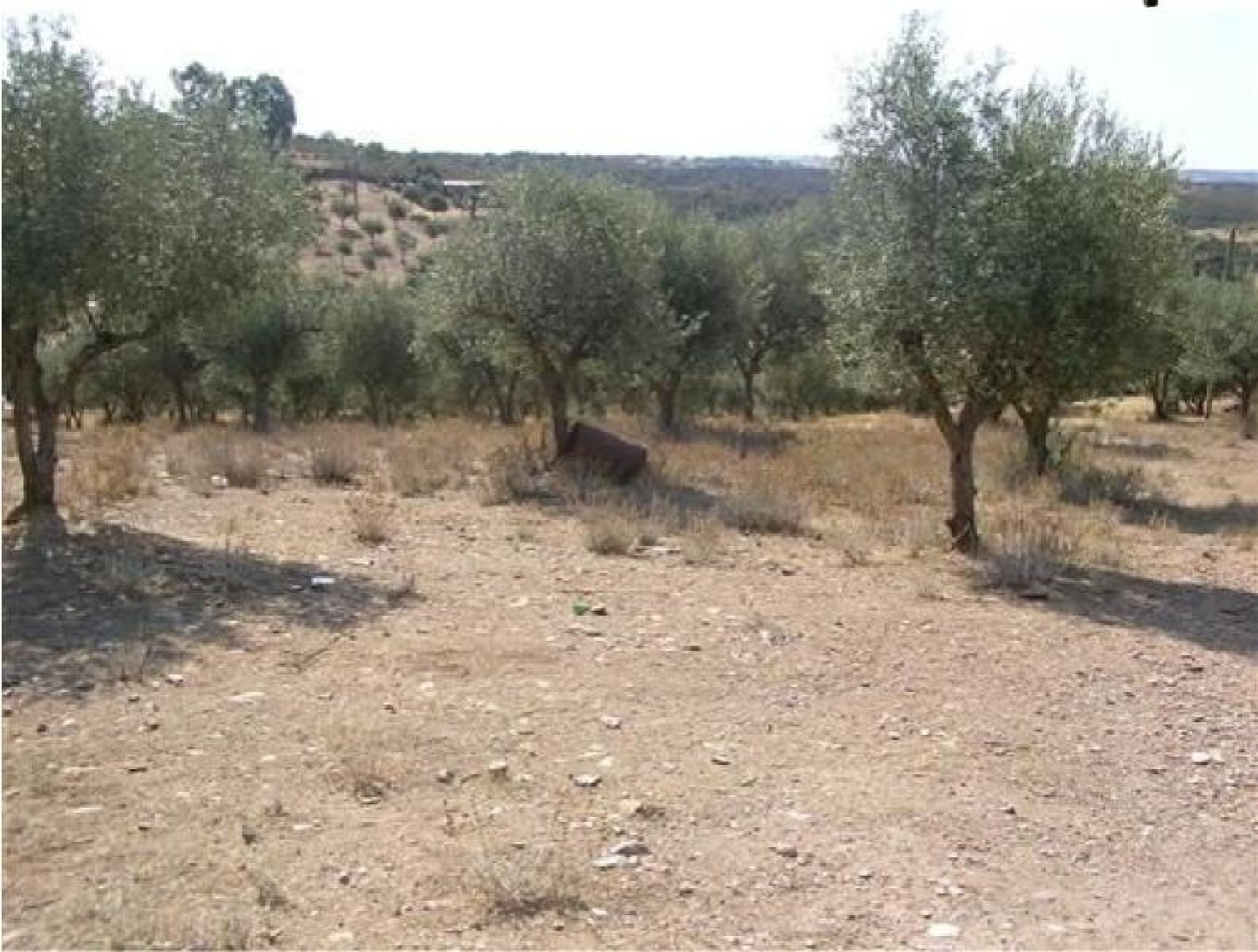  te koop terrein Veiros Estremoz 1
