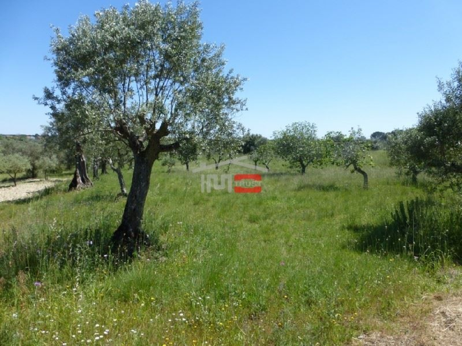  à vendre terrain Zibreira Torres Novas 1