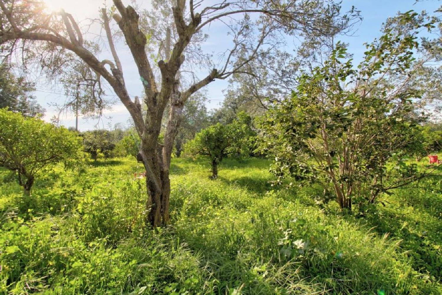  à venda vila Estoi Faro 7