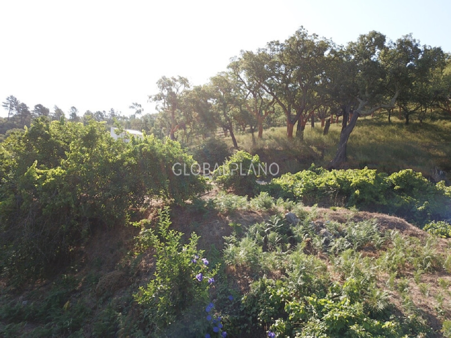  te koop villa Monchique Santiago Do Cacém 5