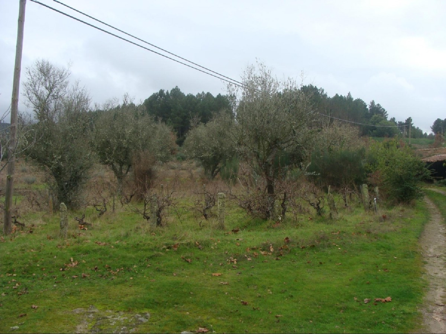  te koop boerderij Agostem Chaves 6