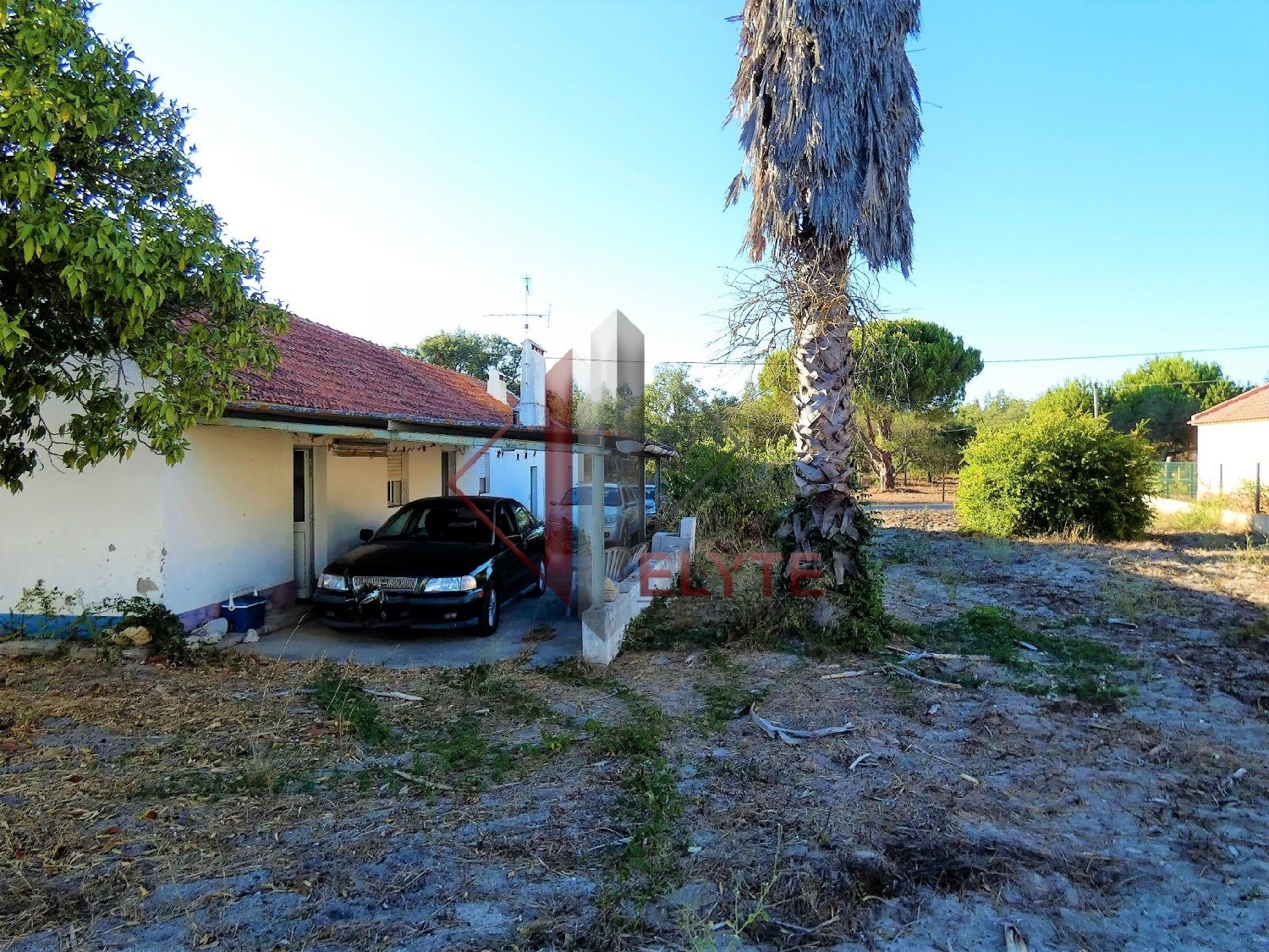  for sale farm Branca Coruche 5