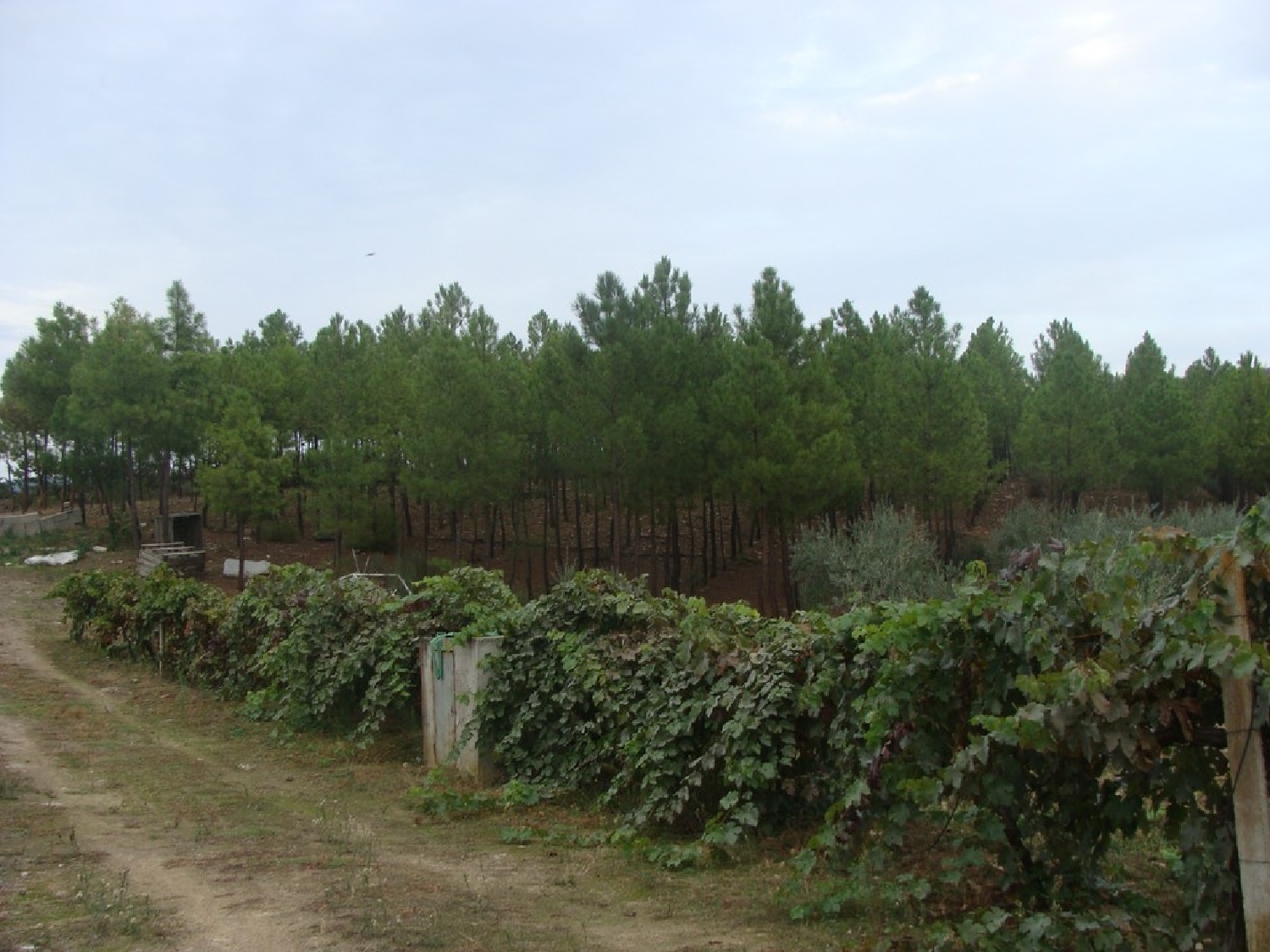  te koop boerderij Carvalhais Mirandela 7