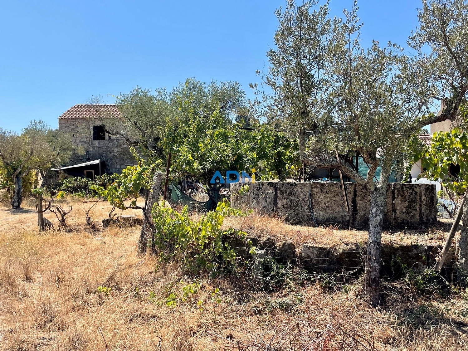  à vendre ferme Castelo Branco Castelo Branco 1