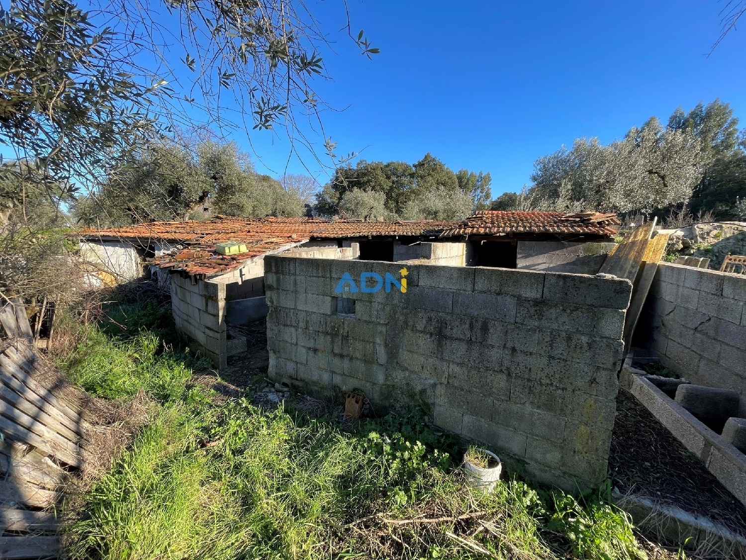  à vendre ferme Castelo Branco Castelo Branco 4