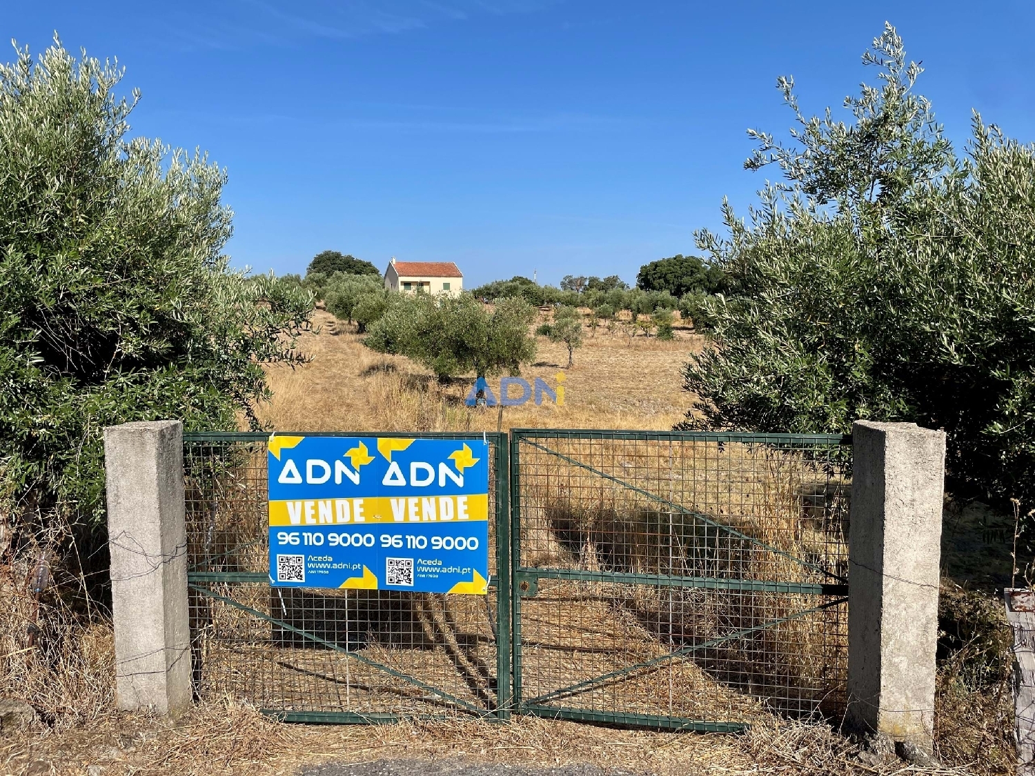  te koop boerderij Castelo Branco Castelo Branco 1