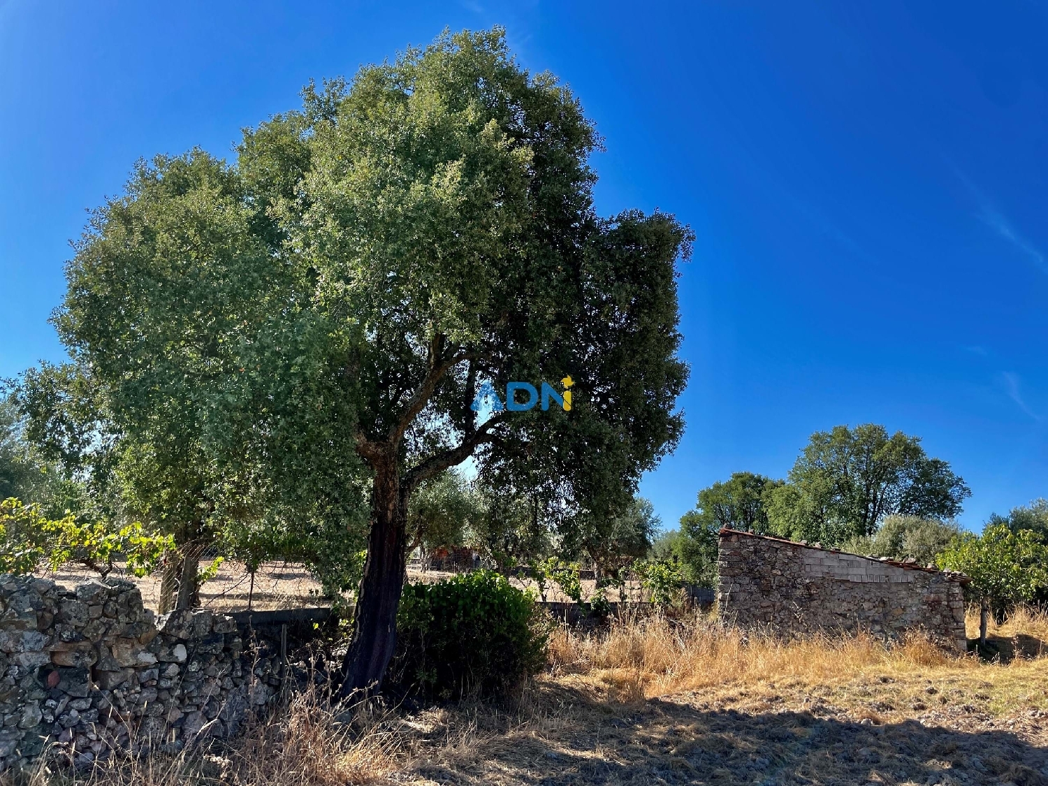  te koop boerderij Castelo Branco Castelo Branco 2