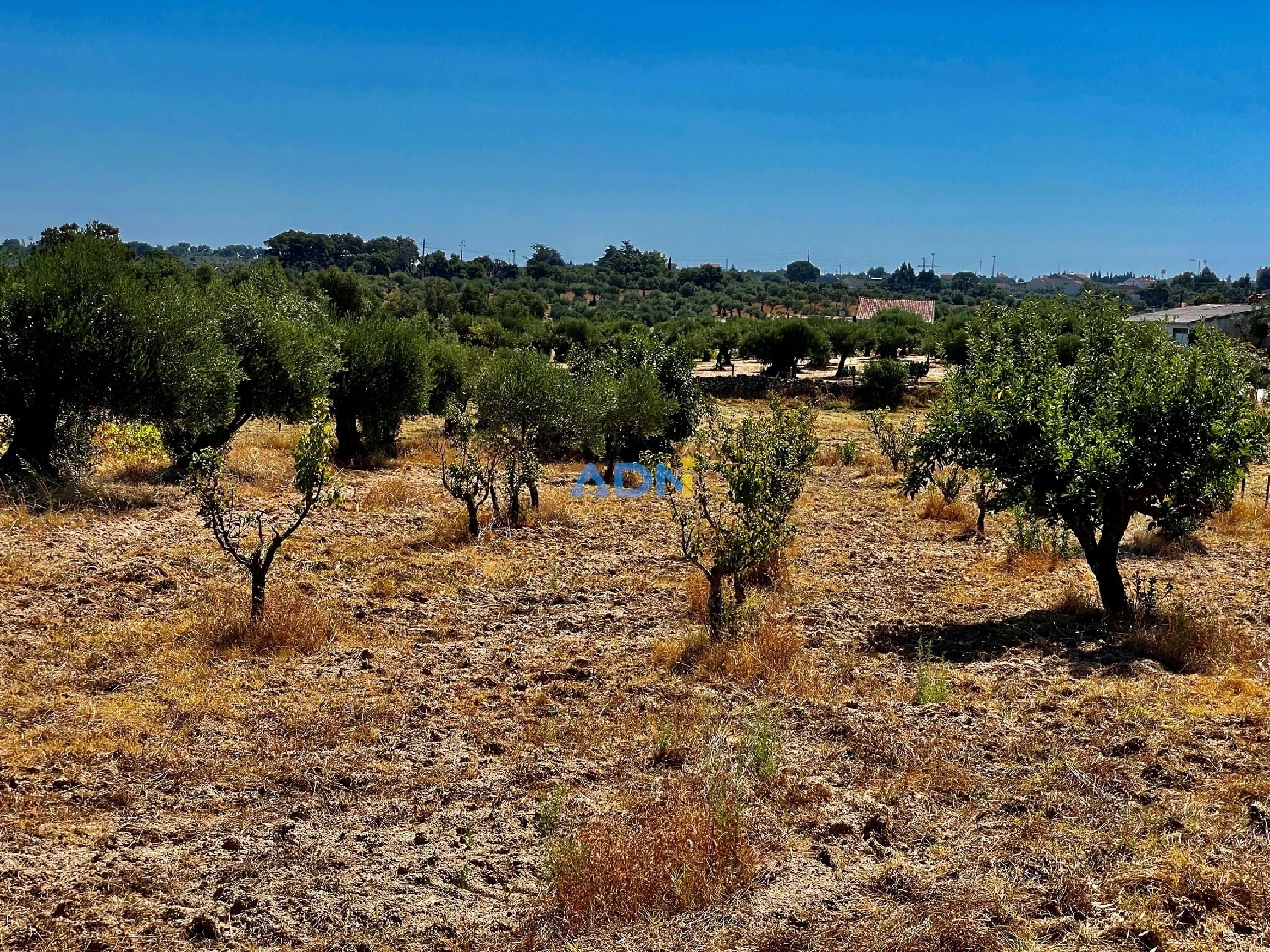  te koop boerderij Castelo Branco Castelo Branco 6