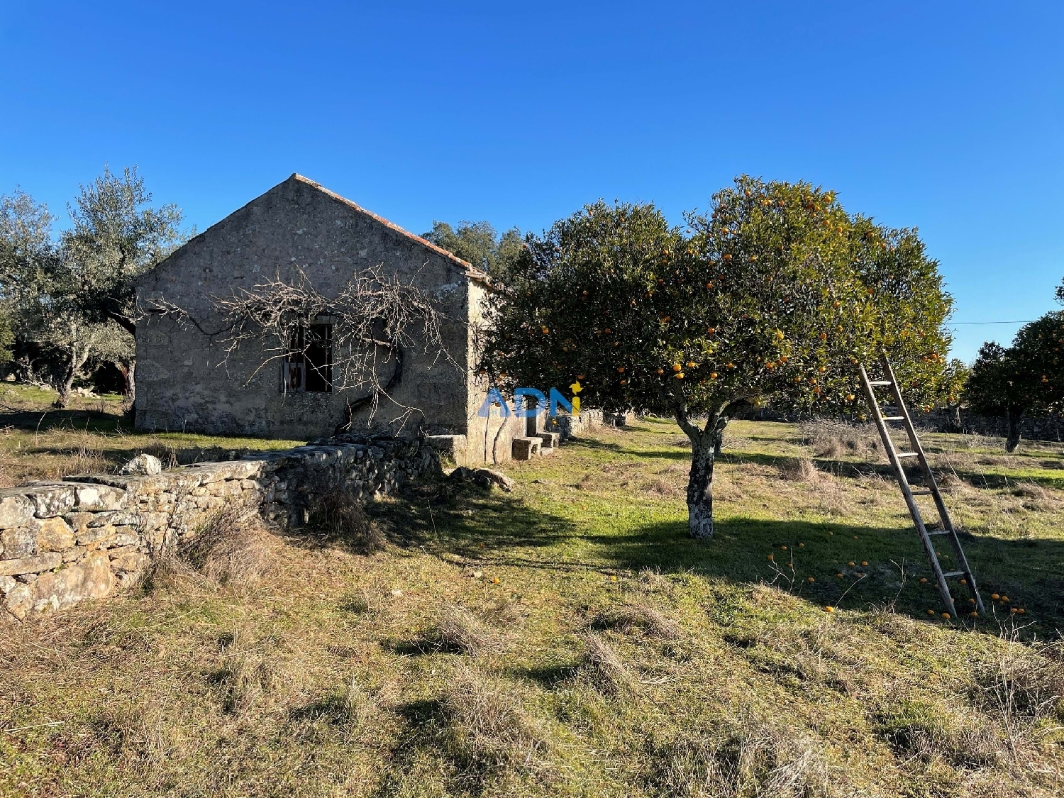  te koop boerderij Castelo Branco Castelo Branco 1