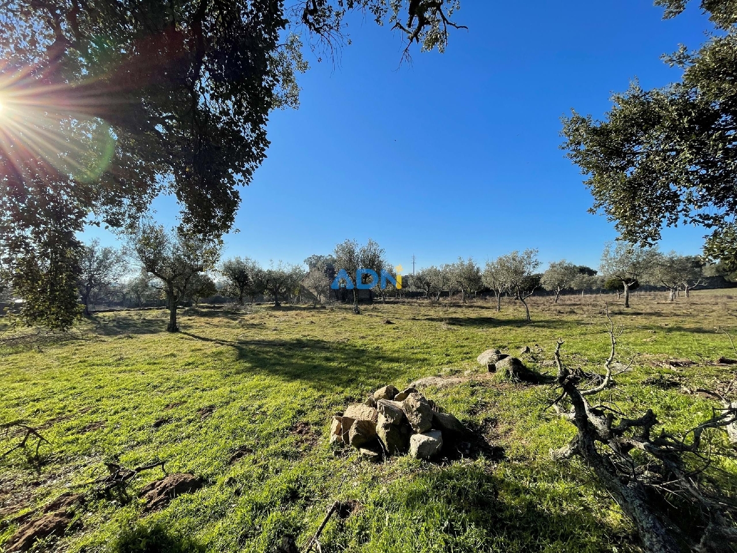  te koop boerderij Castelo Branco Castelo Branco 5