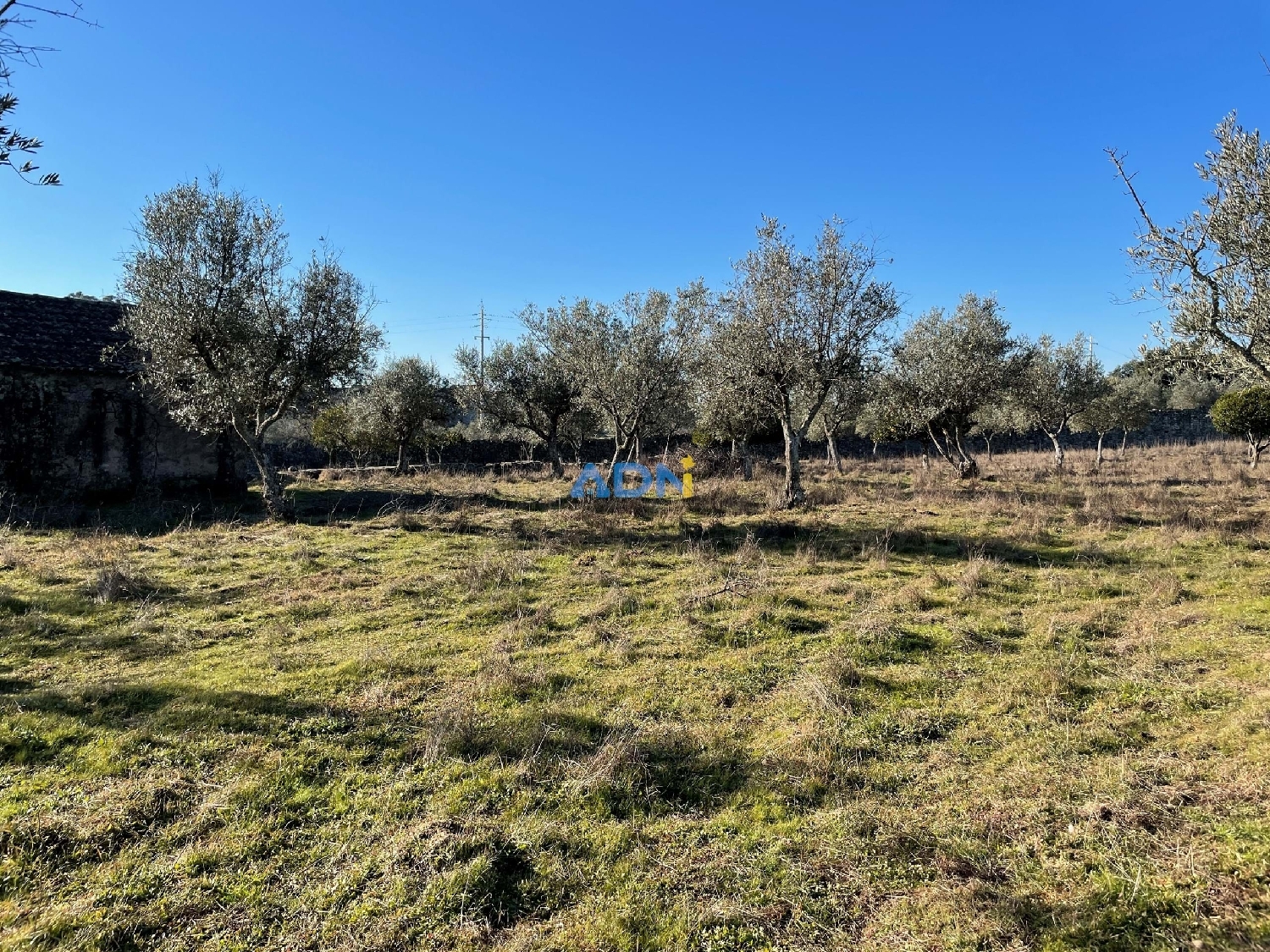  te koop boerderij Castelo Branco Castelo Branco 6