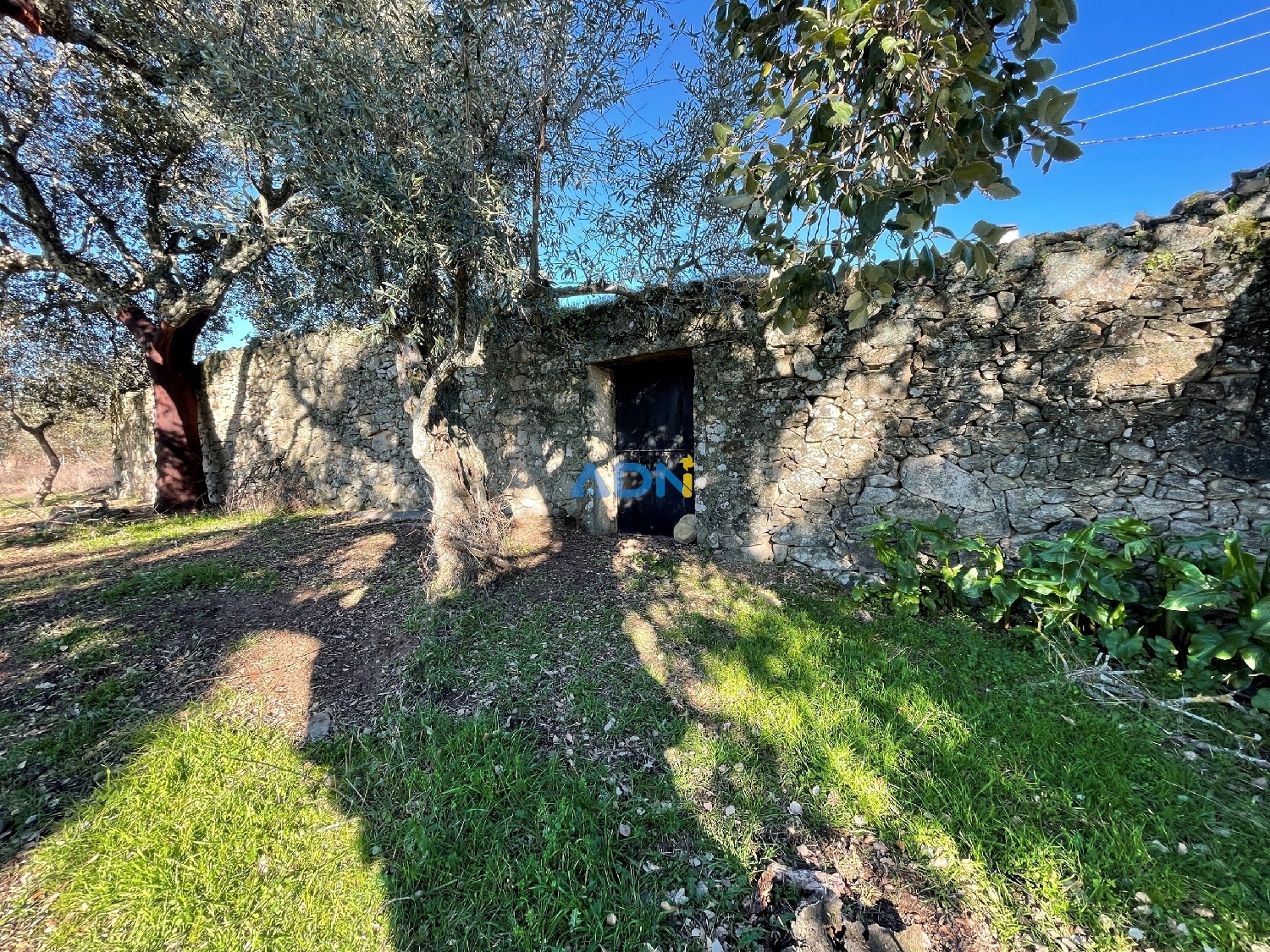  te koop boerderij Castelo Branco Castelo Branco 7